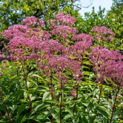 Fläckflockel 'Atropurpureum', 3-pack -Meyer Sales Shop krukodlad flackflockel atropurpureum 2