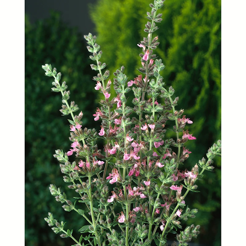 Gamander, 6-pack 2 Gamander, 6-pack - Image 2