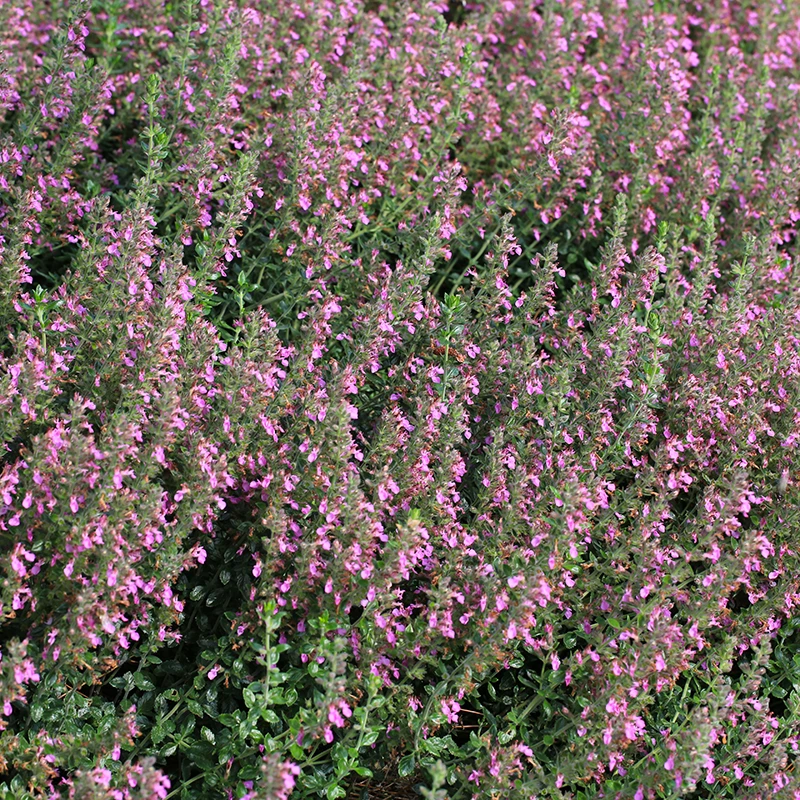 Gamander, 6-pack 1 Gamander, 6-pack