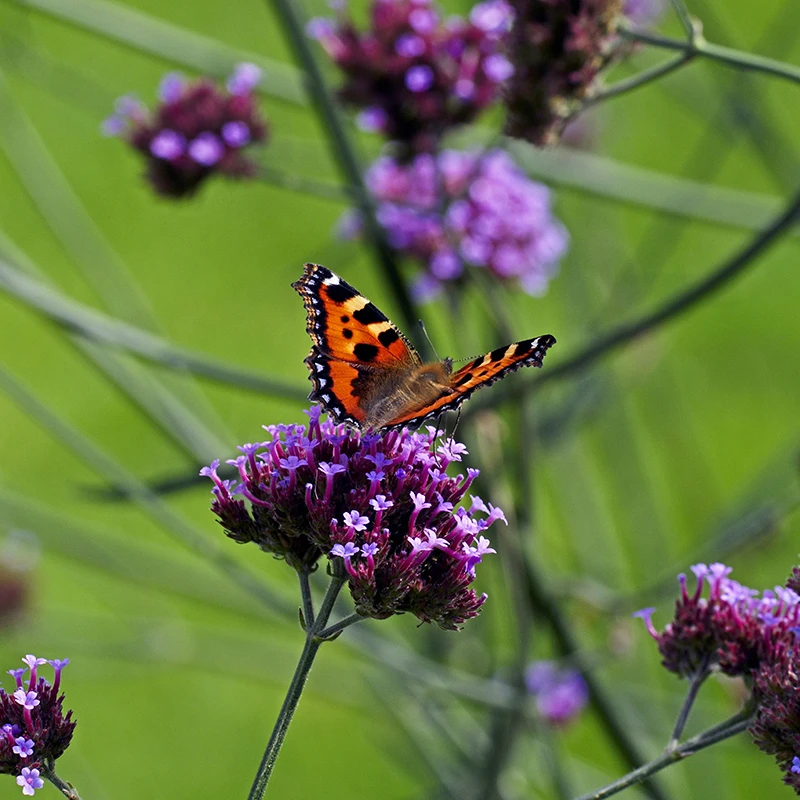 Jätteverbena Verbena Bonariensis, 6-pack 2 Jätteverbena Verbena Bonariensis, 6-pack - Image 2