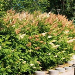 Liten Rönnspirea 'Maia' E-planta, 10-pack 5 Liten Rönnspirea 'Maia' E-planta, 10-pack -Meyer Sales Shop krukodlad liten ronnspirea maia e planta 2