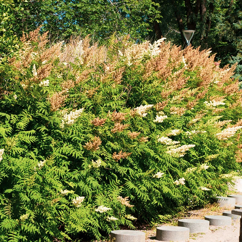 Liten Rönnspirea 'Maia' E-planta, 10-pack 3 Liten Rönnspirea 'Maia' E-planta, 10-pack - Image 3