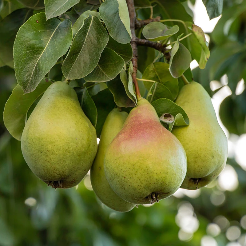 Päron 'Carola'PBR E 1 Päron 'Carola'PBR E