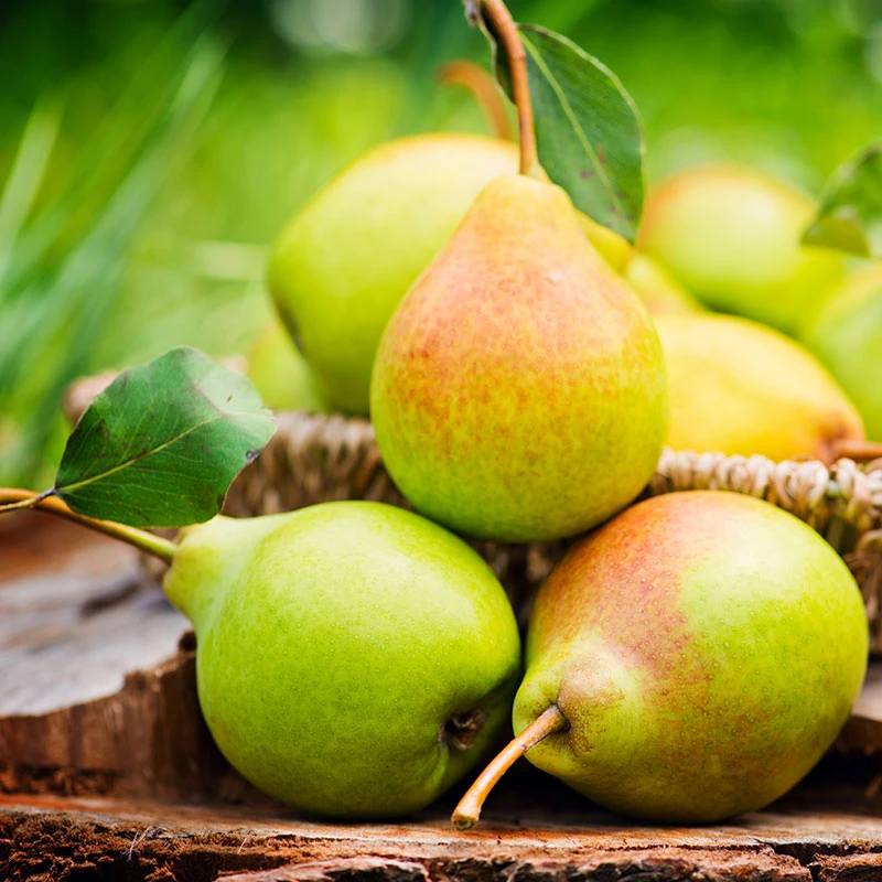 Päron 'Carola'PBR E 2 Päron 'Carola'PBR E - Image 2