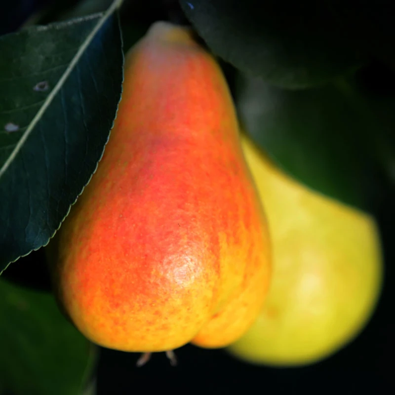 Päron 'Pepi' 1 Päron 'Pepi'