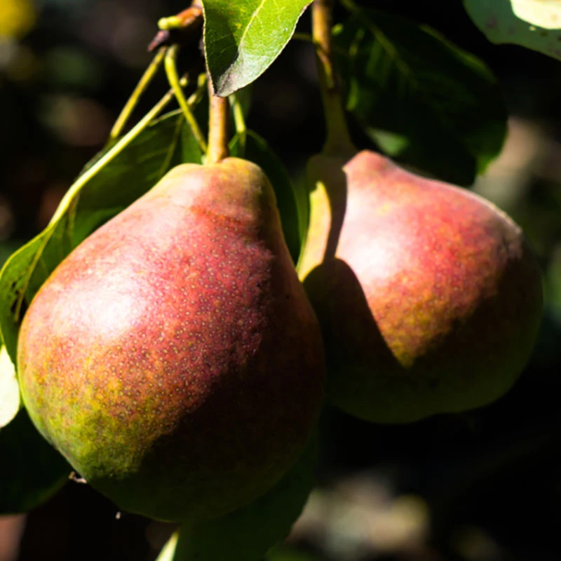 Päron 'Vasarina' 1 Päron 'Vasarina'