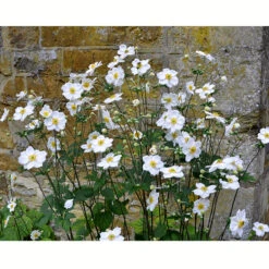 Höstanemon 'Honorine Jobert', 3-pack -Meyer Sales Shop krukodlad perenn hostanemon honorine jobert 2