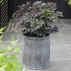 Höstsilverax 'Brunette', 3-pack -Meyer Sales Shop krukodlad perenn hostsilverax brunette 2