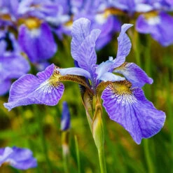 New Products -Meyer Sales Shop krukodlad rabattiris blue king 1