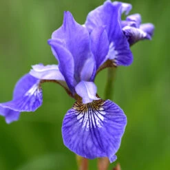 Rabattiris 'Blue King', 6-pack -Meyer Sales Shop krukodlad rabattiris blue king narbild