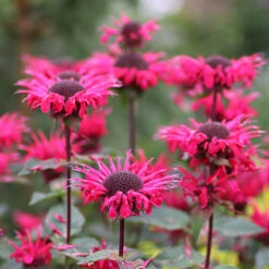 Temynta 'Bee-Happy', 15-pack