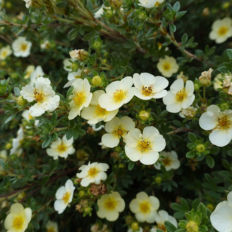 Trädgårdstok 'Sandved', 10-pack 2 Trädgårdstok 'Sandved', 10-pack - Image 2