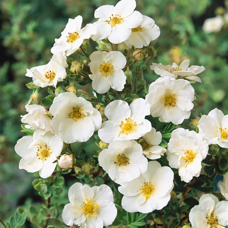 Trädgårdstok 'Sandved', 10-pack 1 Trädgårdstok 'Sandved', 10-pack