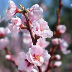 Nektarin 'Madame Blanchet' -Meyer Sales Shop krukodlat frukttrad nektarin madame blanchet 2