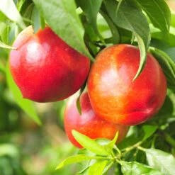 Nektarin 'Madame Blanchet'