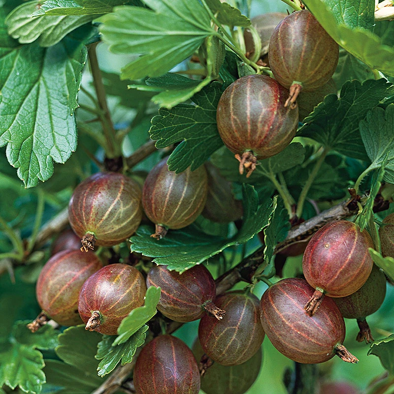 Krusbär 'Hinnonmäki Röd' På Stam 1 Krusbär 'Hinnonmäki Röd' På Stam