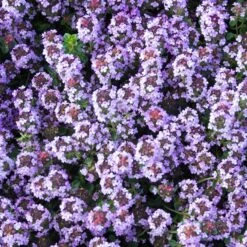 Kryddtimjan, 6-pack -Meyer Sales Shop kryddtimjan 3