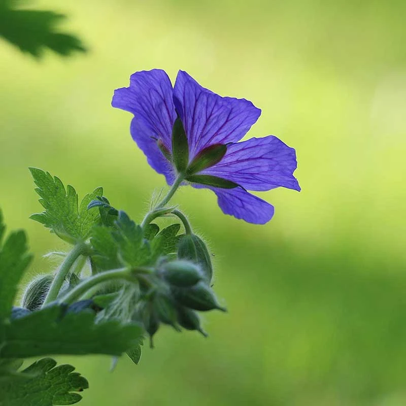 Kungsnäva, 6-pack 2 Kungsnäva, 6-pack - Image 2