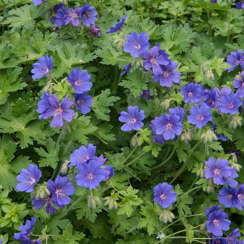 Kungsnäva, 6-pack 1 Kungsnäva, 6-pack