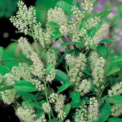 Lagerhägg -Meyer Sales Shop lagerhagg 3