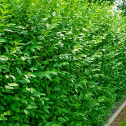 Liguster 10-pack -Meyer Sales Shop liguster ligustrum vulgare 1