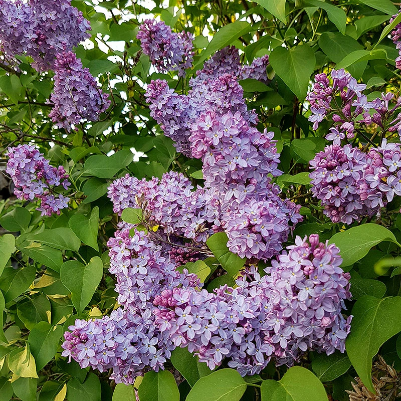 Syren Lila 50-80 Cm, 10-pack 1 Syren Lila 50-80 Cm, 10-pack