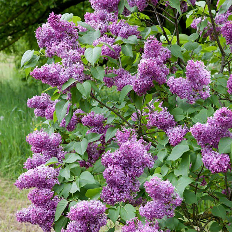 Syren Lila 50-80 Cm, 10-pack 2 Syren Lila 50-80 Cm, 10-pack - Image 2