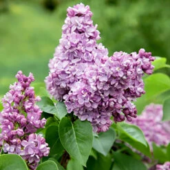 Syren Lila 50-80 Cm, 100-pack -Meyer Sales Shop lila syrenblomma