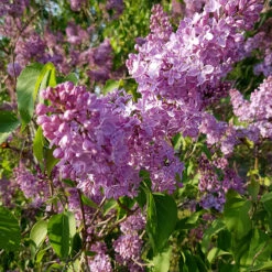 Syren 10-pack -Meyer Sales Shop lila syrenblomning 1