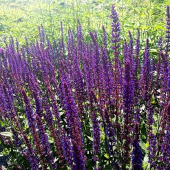 Stäppsalvia 'Caradonna' -Meyer Sales Shop lilabla stappsalvia caradonna