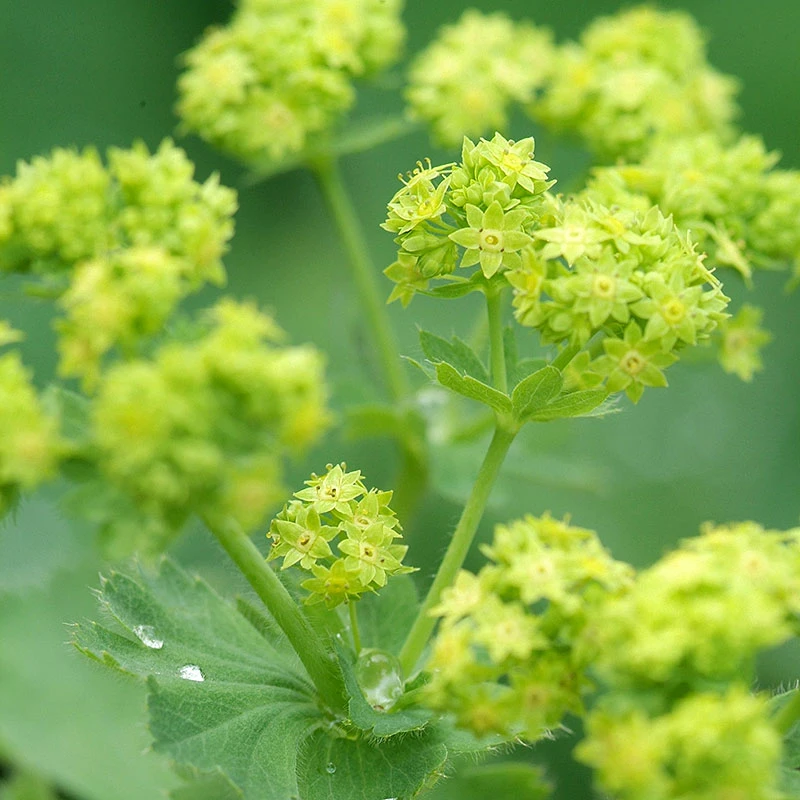 Liten Praktdaggkåpa, 6-pack 1 Liten Praktdaggkåpa, 6-pack