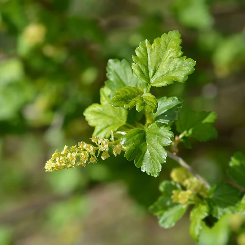 Måbär, Goliat, 50-70 Cm, 50-pack 2 Måbär, Goliat, 50-70 Cm, 50-pack - Image 2