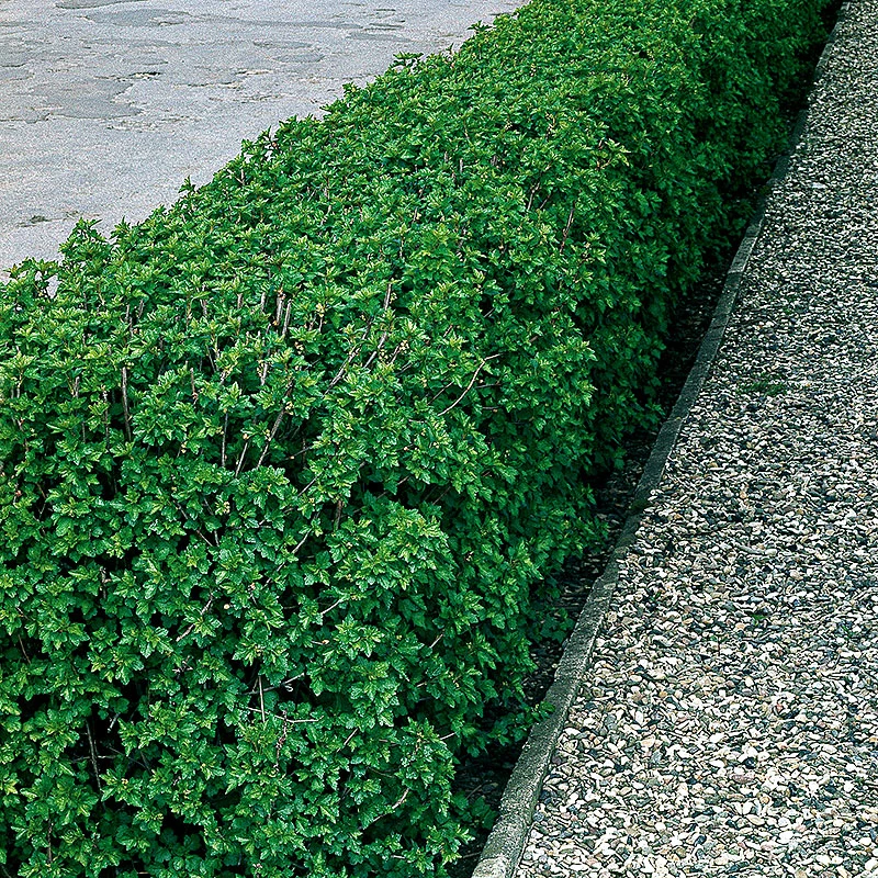 Måbär 1L, 10-pack 1 Måbär 1L, 10-pack