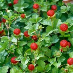 Månadssmultron 'Rügen' 10-pack