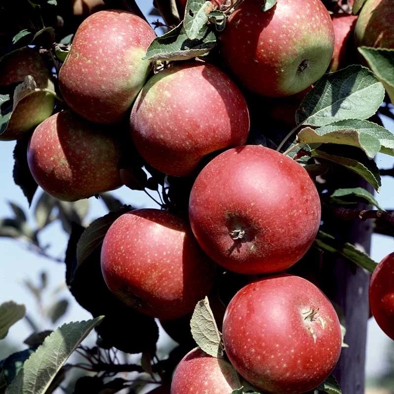 Äpple 'Ingrid Marie', Svagväxande 1 Äpple 'Ingrid Marie', Svagväxande