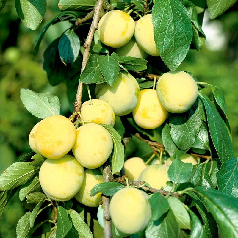 Plommon Reine Claude D´Oullins, Svagväxande Pixy 1 Plommon Reine Claude D´Oullins, Svagväxande Pixy