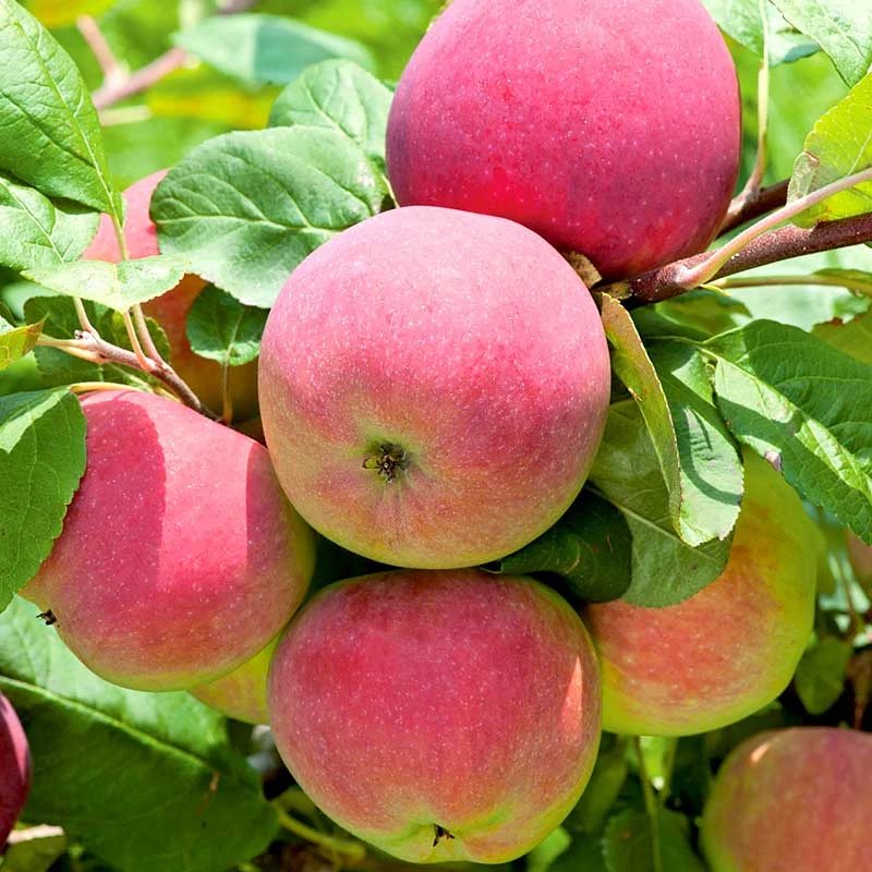 Äpple 'Röd Melba', Svagväxande 1 Äpple 'Röd Melba', Svagväxande