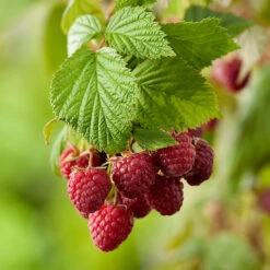 Trädgårdshallon 'Mormorshallon'