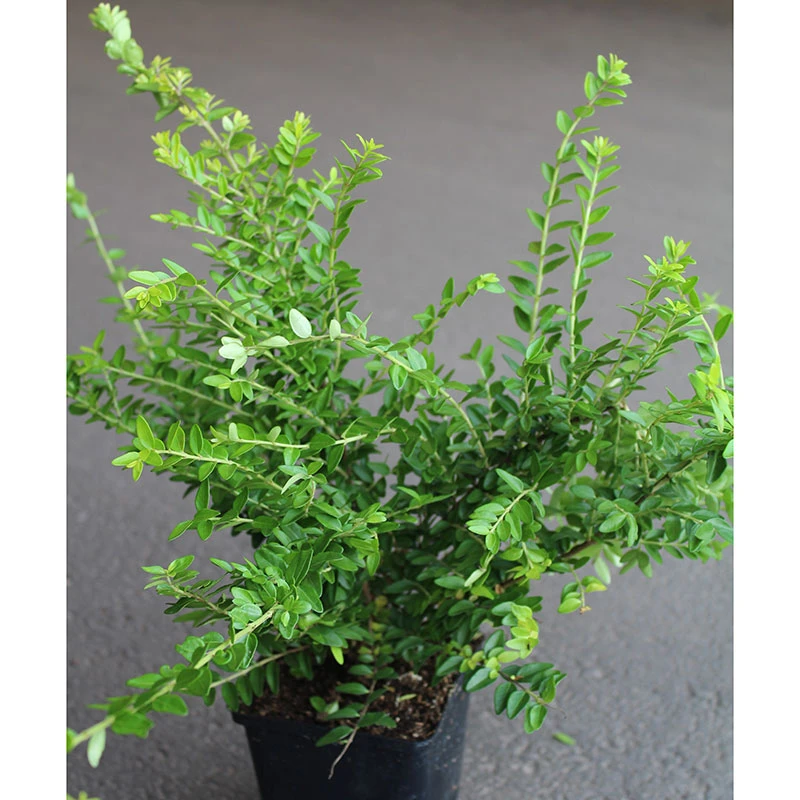 Myrtentry 'Maigrün' 10-pack 3 Myrtentry 'Maigrün' 10-pack - Image 3