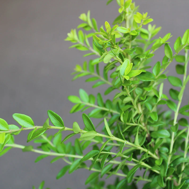 Myrtentry 'Maigrün' 10-pack 2 Myrtentry 'Maigrün' 10-pack - Image 2