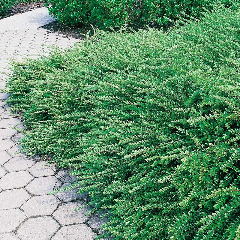 Myrtentry 'Maigrün' 10-pack 1 Myrtentry 'Maigrün' 10-pack