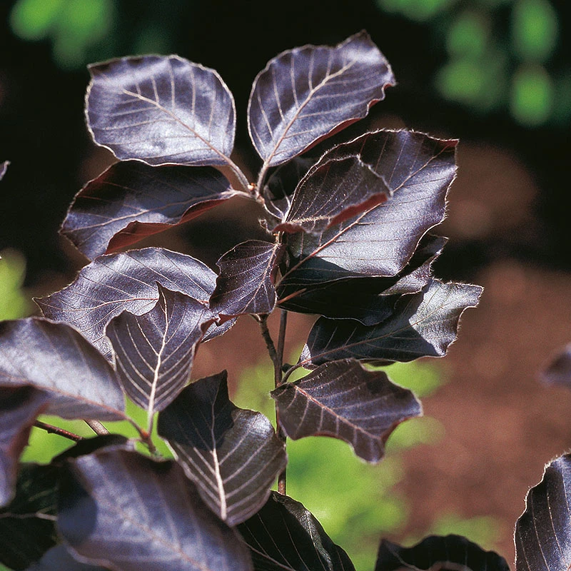 Blodbok, Fagus Sylvatica 'Riversii' 2 Blodbok, Fagus Sylvatica 'Riversii' - Image 2