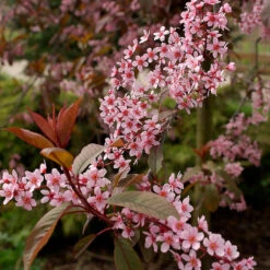 Front Page -Meyer Sales Shop narbild blommor blodhagg prunus adus colorata