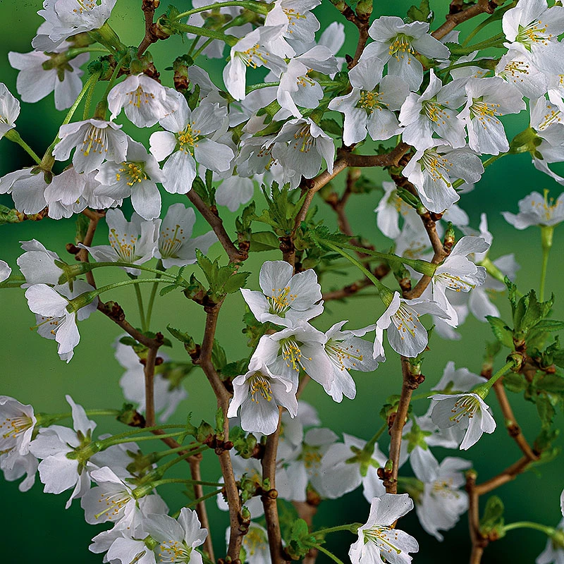 Dvärgkörsbär, Prunus Incisa 'Kojou-no-mai' 2 Dvärgkörsbär, Prunus Incisa 'Kojou-no-mai' - Image 2