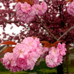 Japanskt Prydnadskörsbär ’Kanzan’ -Meyer Sales Shop narbild blommor japanskt prydnadskorsbar prunus kanzan