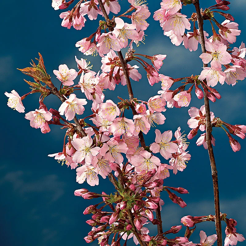 Kurilerkörsbär, Prunus Nipponica Var. Kurilensis 'Ruby' 2 Kurilerkörsbär, Prunus Nipponica Var. Kurilensis 'Ruby' - Image 2