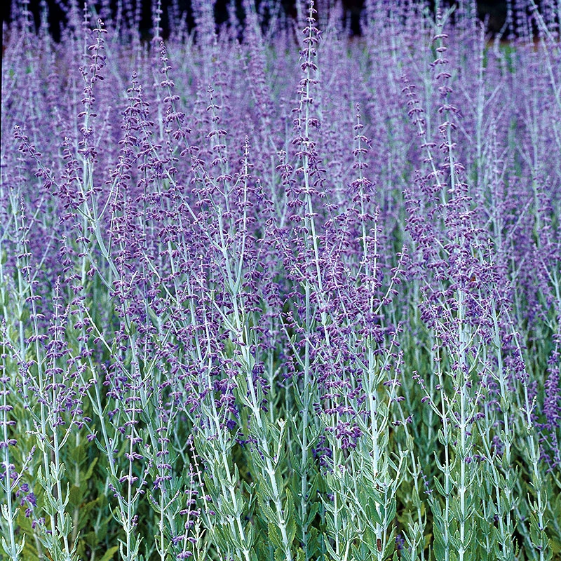 Perovskia 'Blue Spire' 2 Perovskia 'Blue Spire' - Image 2