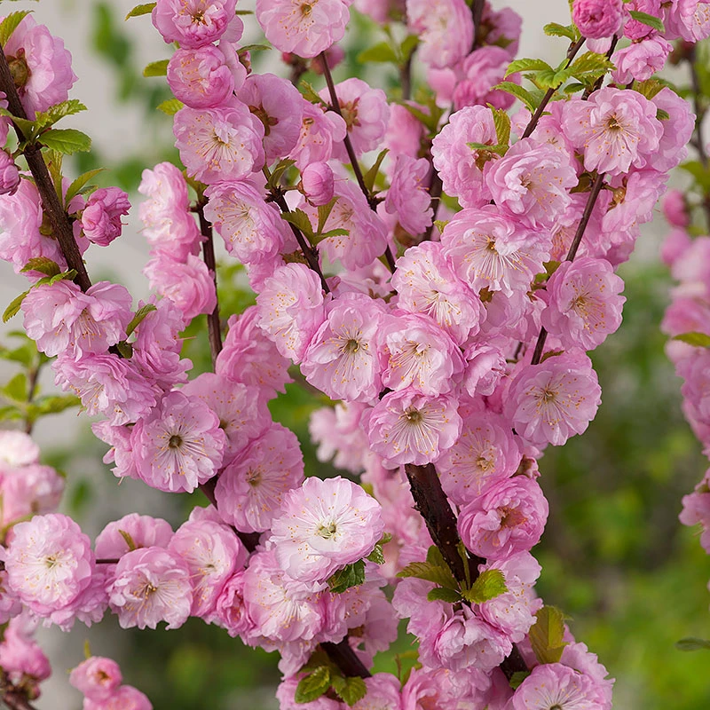 Rosenmandel, Prunus Triloba 2 Rosenmandel, Prunus Triloba - Image 2