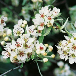 Silverpäron, Pyrus Salcifolia, 'Pendula', 100-120 Cm 5 Silverpäron, Pyrus Salcifolia, 'Pendula', 100-120 Cm -Meyer Sales Shop narbild blommor silverparon pyrus salcifolia pendula