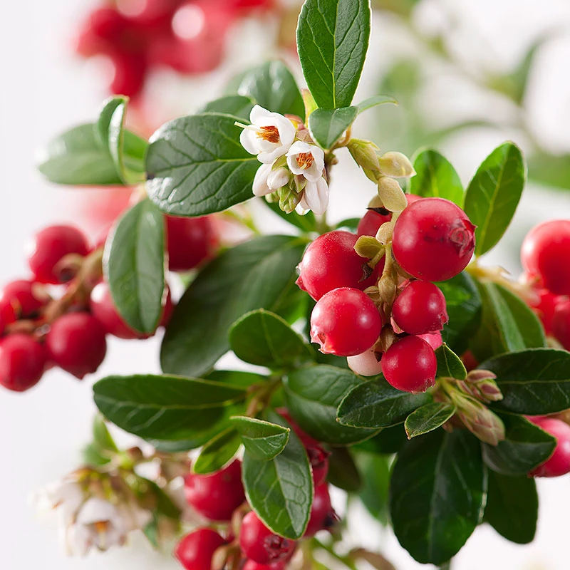 Lingon 'Koralle' 2 Lingon 'Koralle' - Image 2